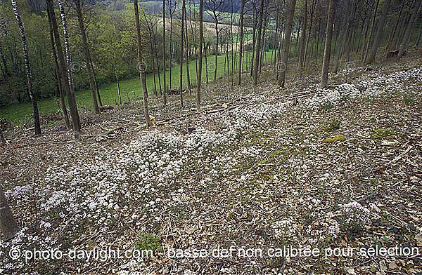 bois au printemps